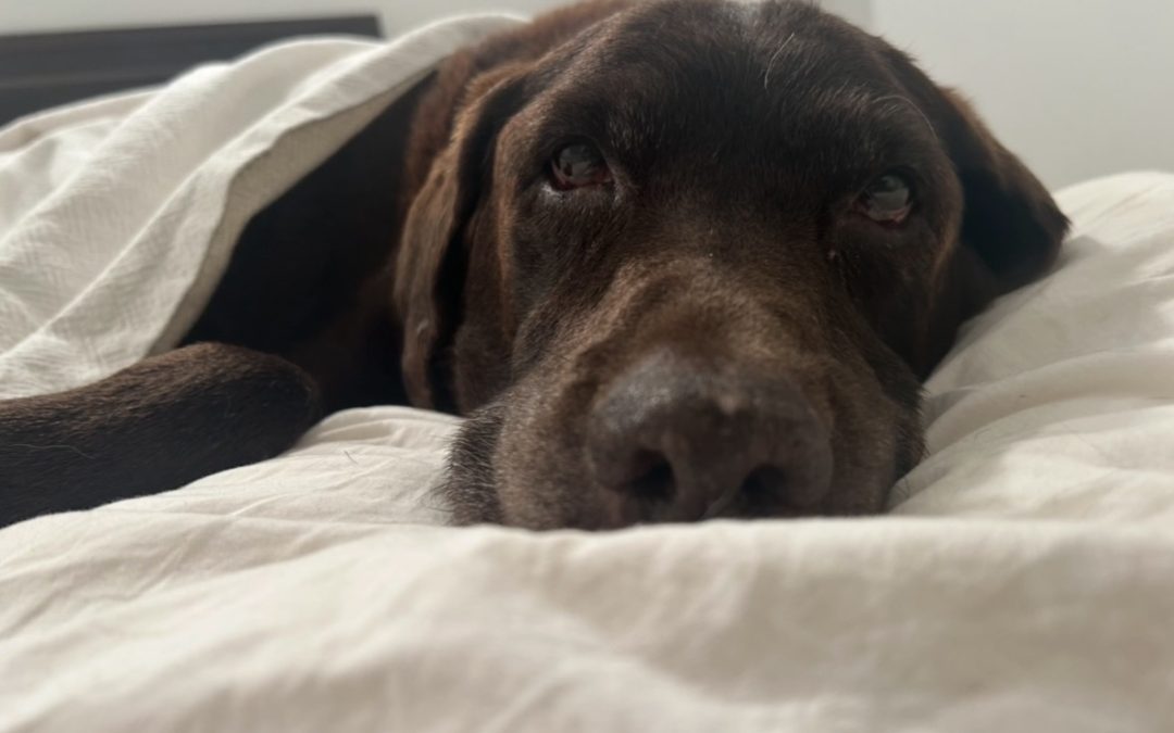 El duelo silencioso : cuando muere tu  perro