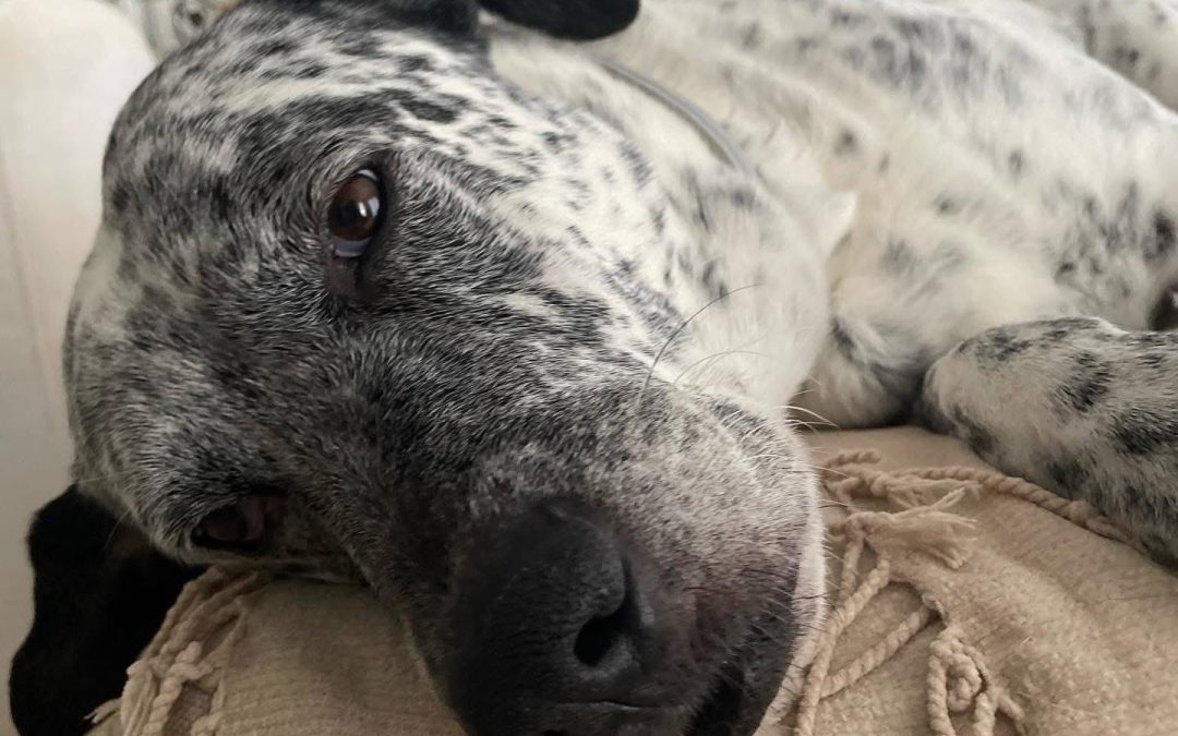 Tim, perro junto a su familia, tumbado en casa y mirando a cámara.